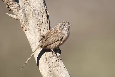 Western Grasswren