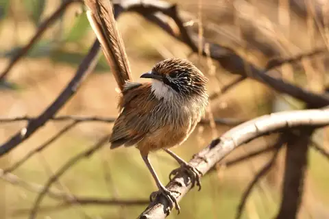 Pilbara Grasswren