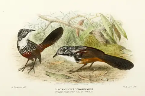 White-throated Grasswren