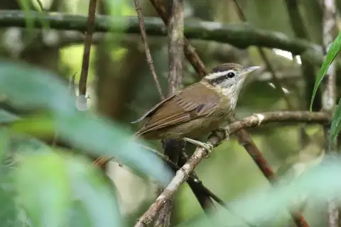 White-browed Foliage-gleaner