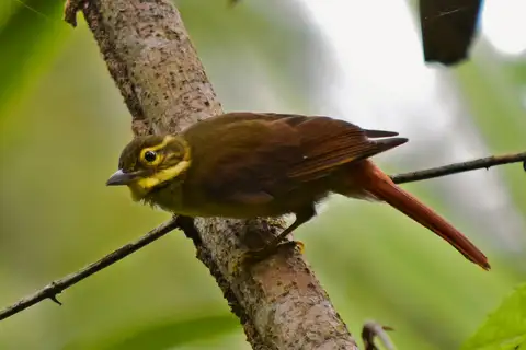 Rufous-tailed Foliage-gleaner