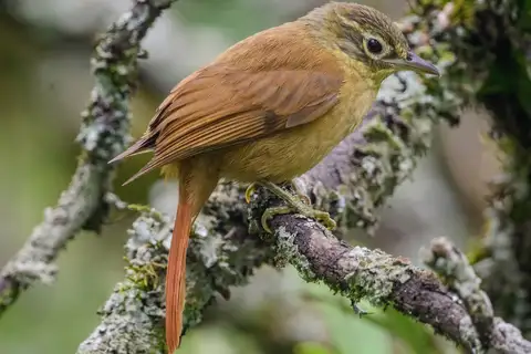 Montane Foliage-gleaner