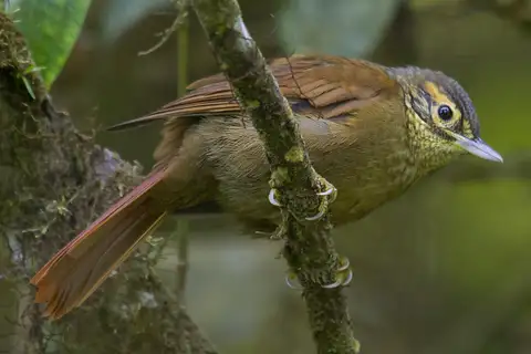 Scaly-throated Foliage-gleaner
