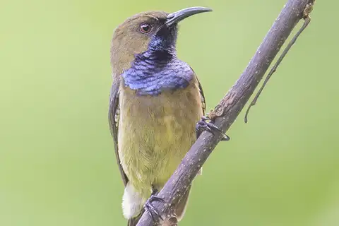 Principe Sunbird