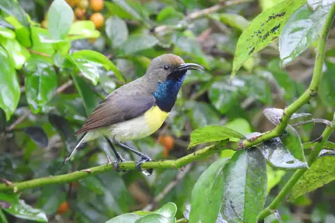 Newton's Sunbird