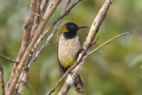Reichenbach's Sunbird