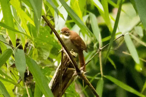 Bamboo Foliage-gleaner