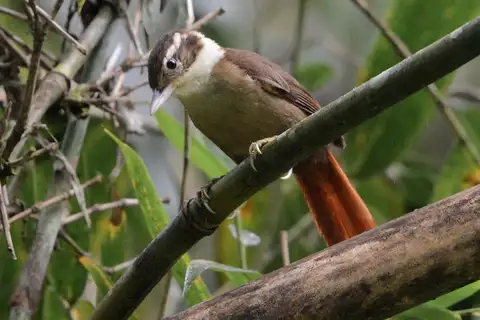 White-collared Foliage-gleaner
