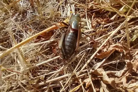 Big-tooth Anabrus
