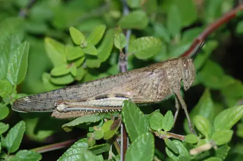 Egyptian Bird Grasshopper
