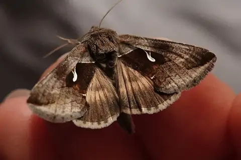 Celery Looper Moth