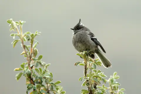 Ash-breasted Tit-Tyrant