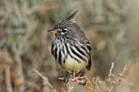 Yellow-billed Tit-Tyrant