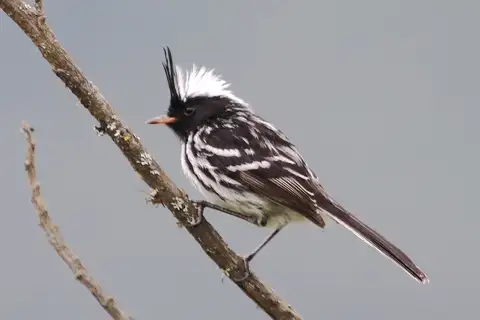 Black-crested Tit-Tyrant