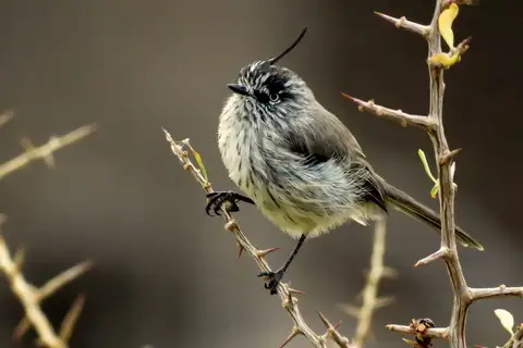Tufted Tit-Tyrant