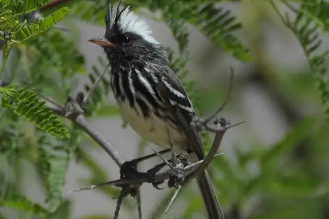 Pied-crested Tit-Tyrant