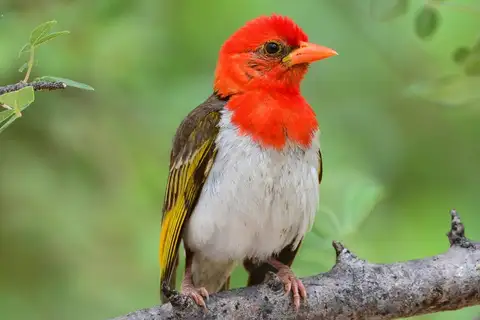 Red-headed Weaver