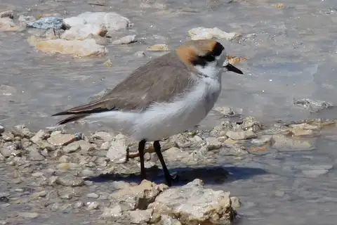 Puna Plover