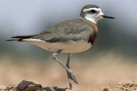 Caspian Plover