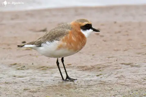 Tibetan Sand Plover