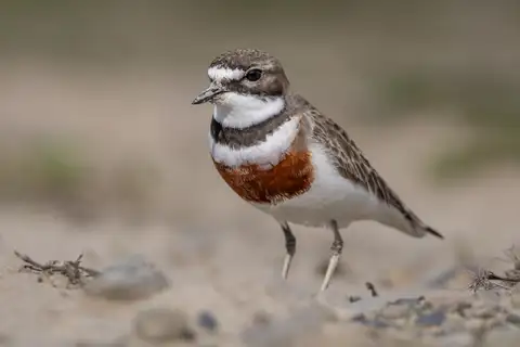 Double-banded Plover