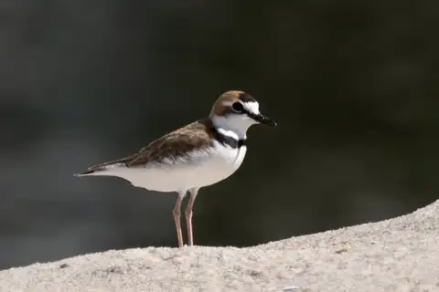 Collared Plover