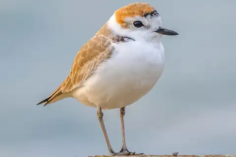 White-faced Plover