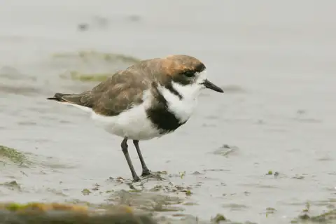 Two-banded Plover