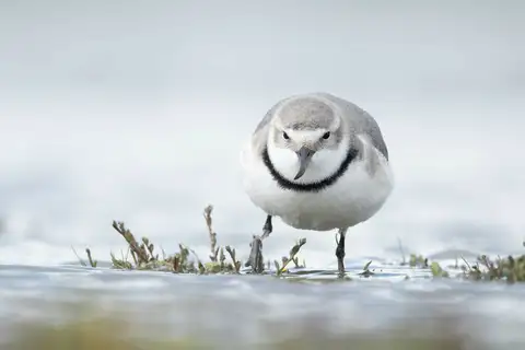 Wrybill