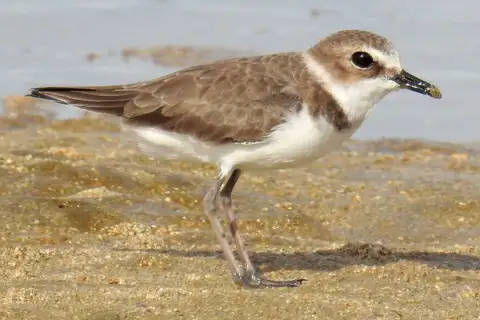 Javan Plover