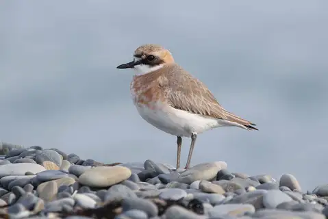 Greater Sand Plover