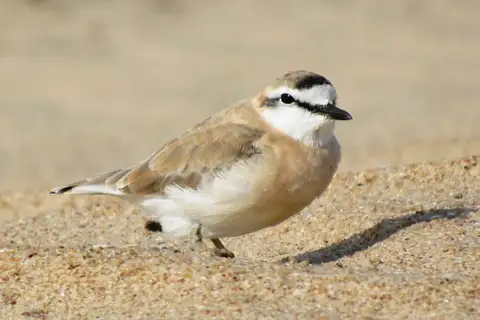 White-fronted Plover