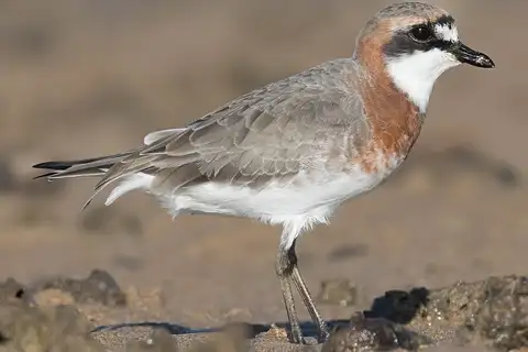 Siberian Sand Plover