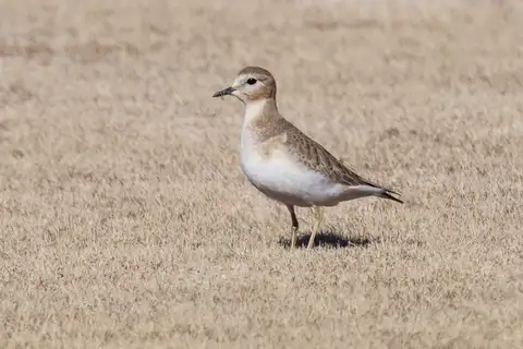 Mountain Plover