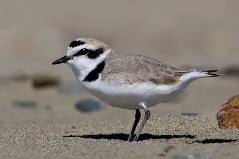 Snowy Plover