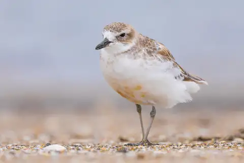 New Zealand Plover