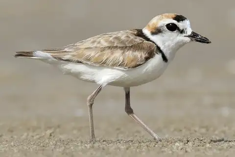 Malaysian Plover