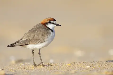 Red-capped Plover