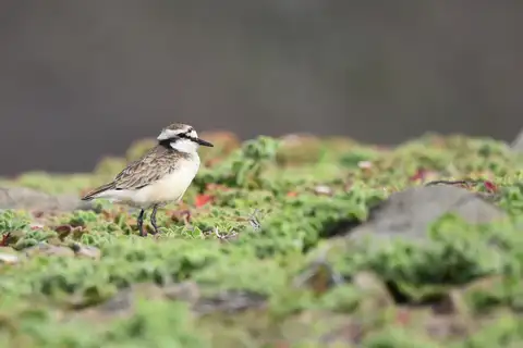 St. Helena Plover