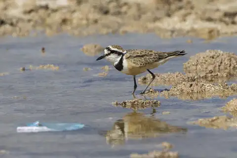 Madagascar Plover