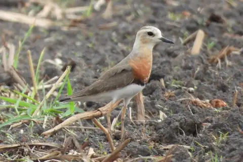Oriental Plover
