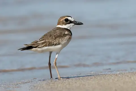 Wilson's Plover