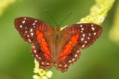 Red Peacock