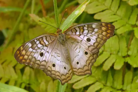 White Peacock