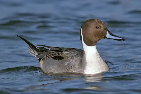 Northern Pintail