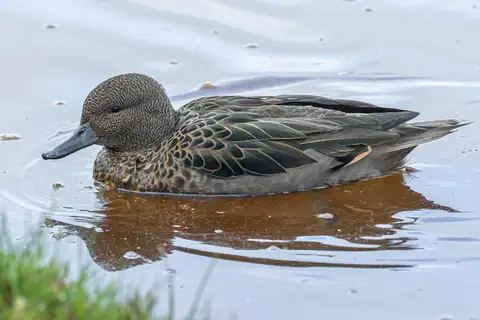 Andean Teal