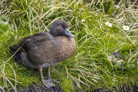 Auckland Teal