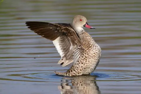 Cape Teal