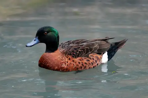 Chestnut Teal