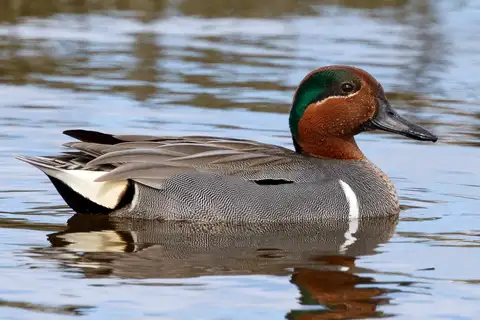 Green-winged Teal